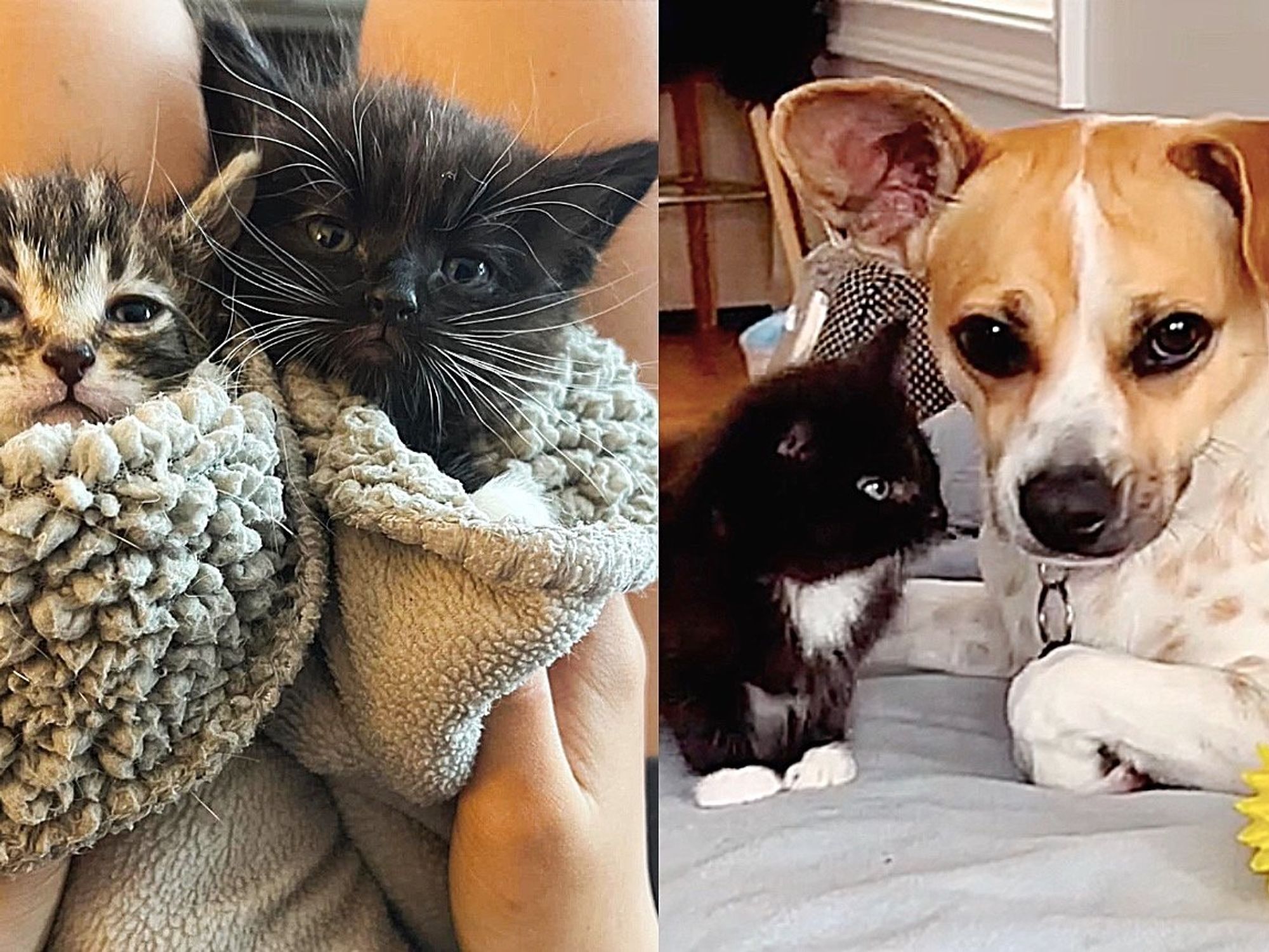 Kittens Arrive at Rescue Needing Help and TLC, They Meet Dog Who Knows Just How to Cheer Them Up