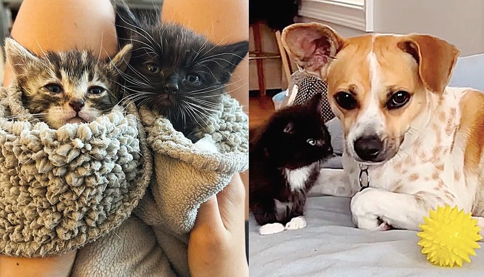 Kittens Arrive at Rescue Needing Help and TLC, They Meet Dog Who Knows Just How to Cheer Them Up