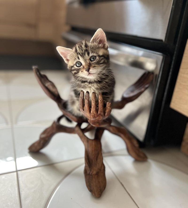 tabby kitten tiger