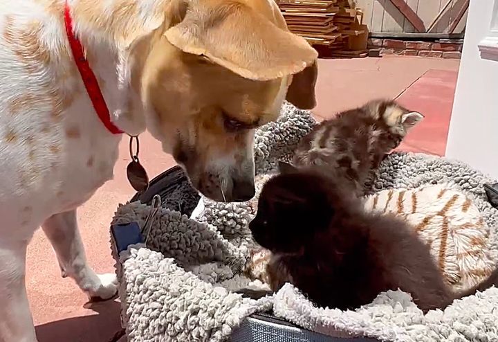 dog kittens sweet