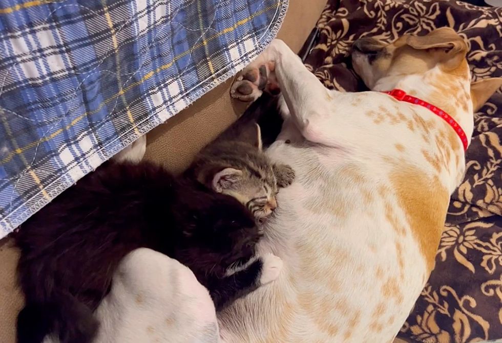 kittens nursing connected  dog