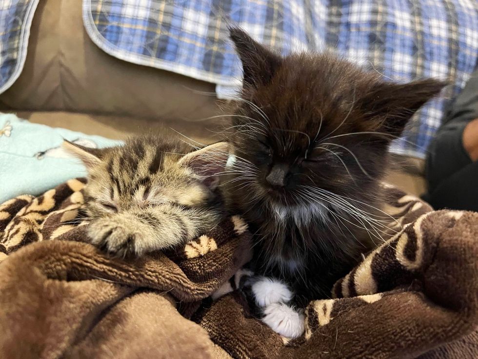 happy sleepy kittens