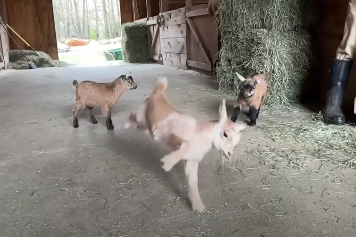 Three baby goats in a barn