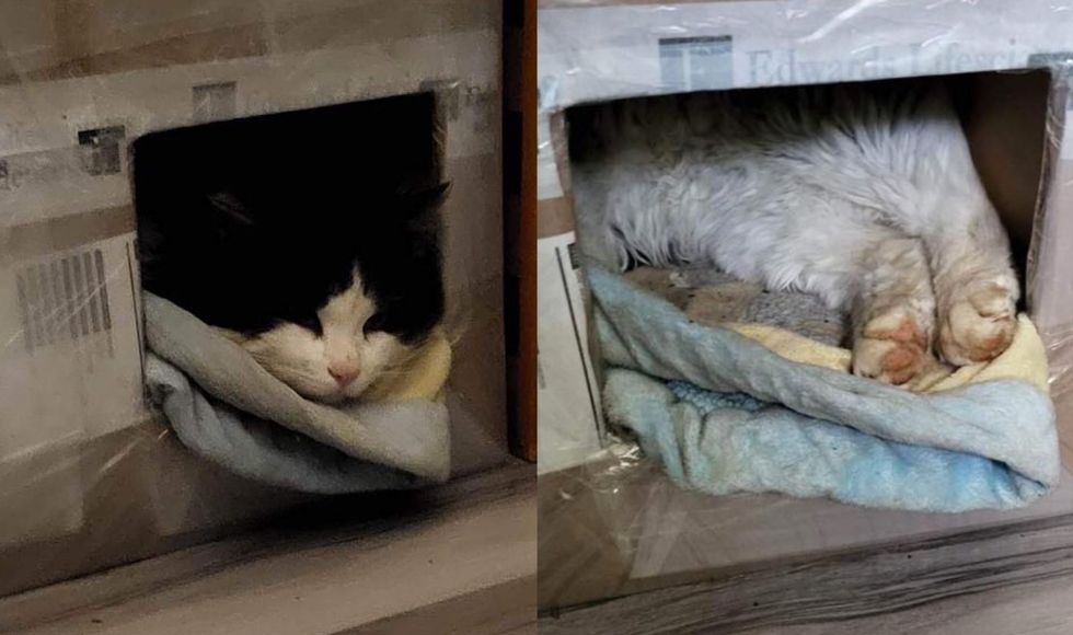 cat in cardboard shelter