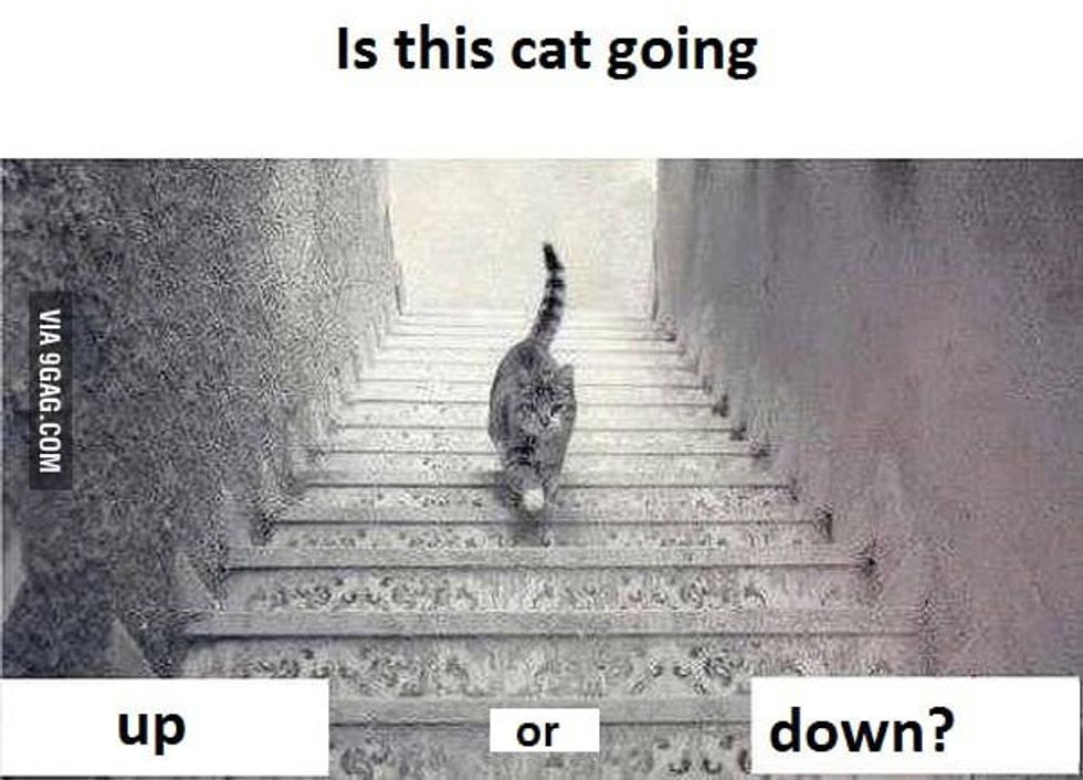 cat illusion, optical illusions, optimists and pessimists