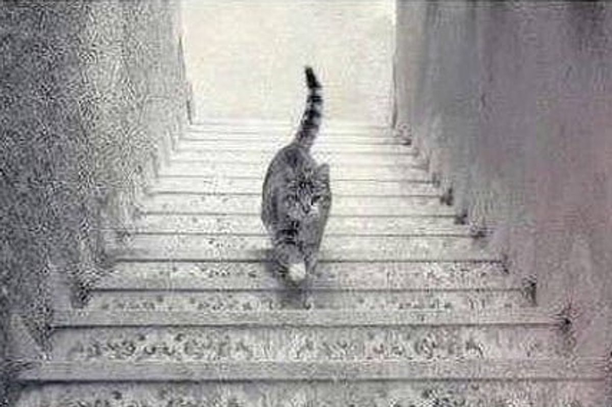 cat illusion, optimism and pessimism, minds journal