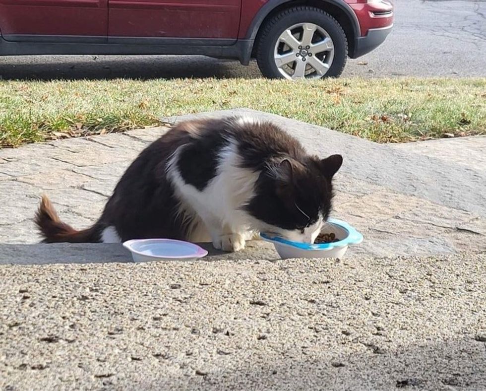 hungry stray cat