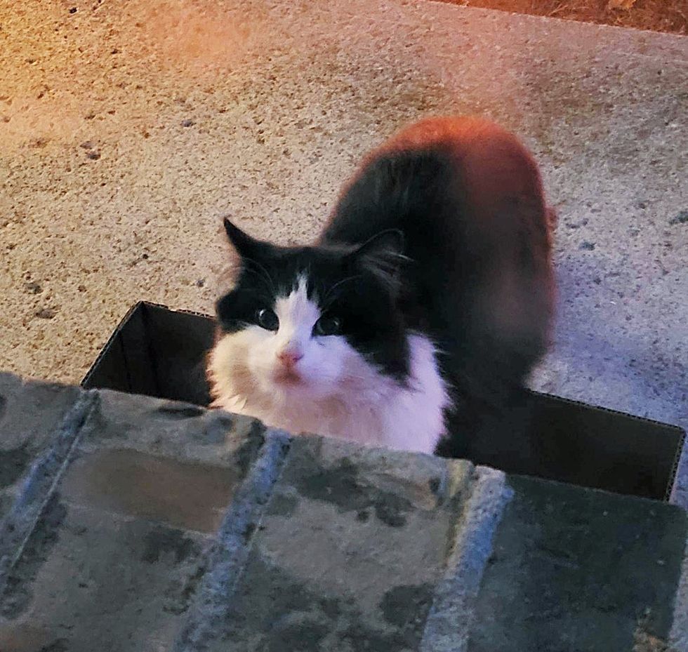 stray feline  porch