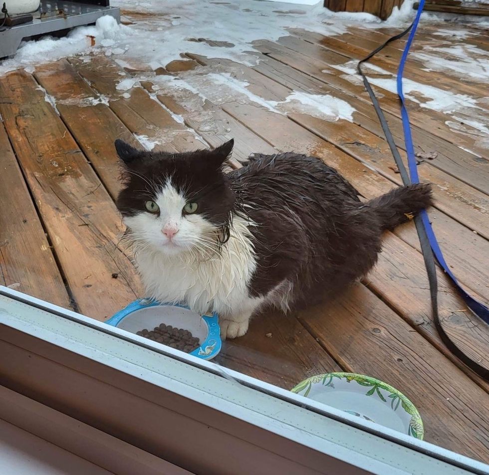 stray cat wet and cold