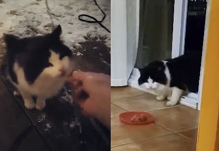 stray cat