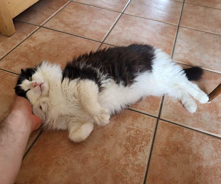 fluffy cat snuggles pets