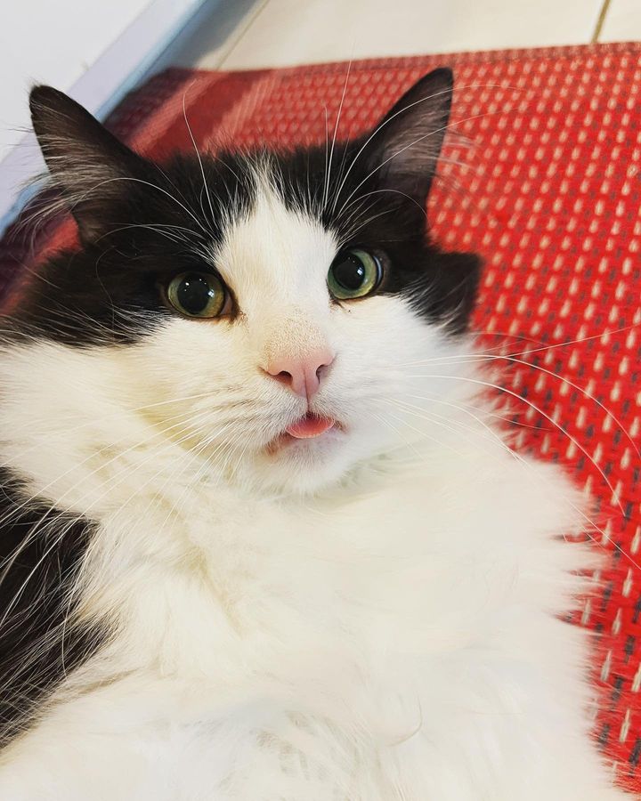 swet cat tongue miloh