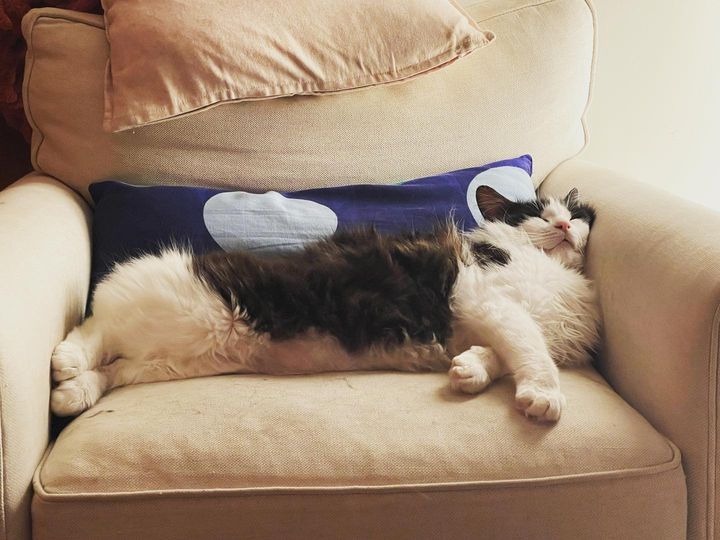 sleeping cat miloh couch