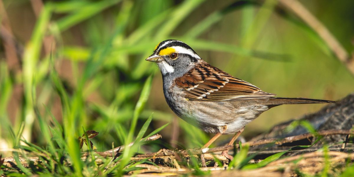 NextImg:Evolutionary biologist shuts down science magazine editor for using a bird to push far-left gender narrative