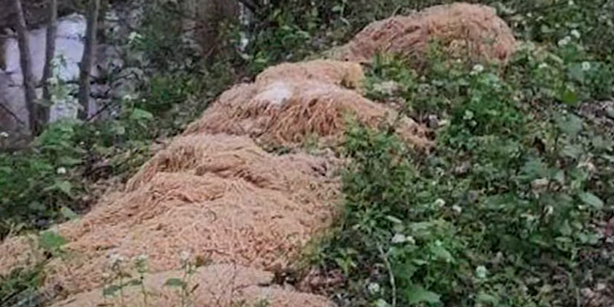 NextImg:Hundreds of pounds of pasta mysteriously dumped in New Jersey woods 