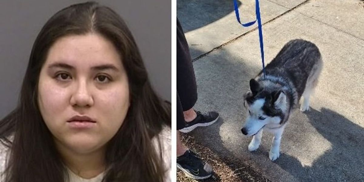 NextImg:Suspect brutally beats husky with rubber mallet, causing multiple fractures, blindness: Video