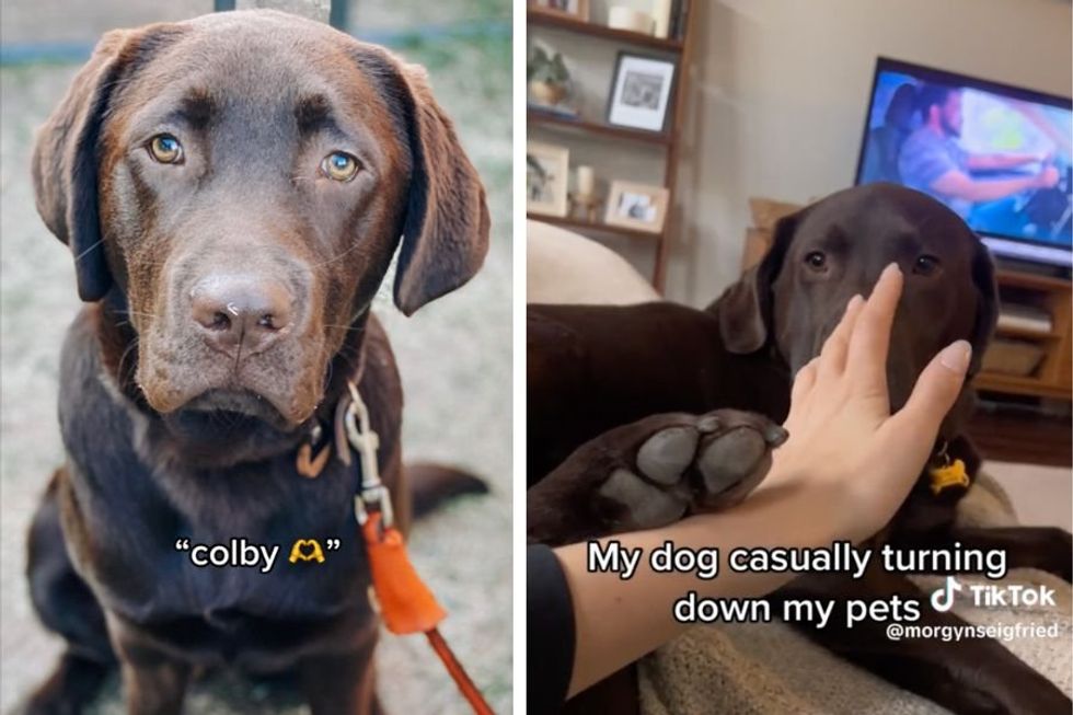 Chocolate lab is not in the mood for pets and his reaction is leaving people in stitches