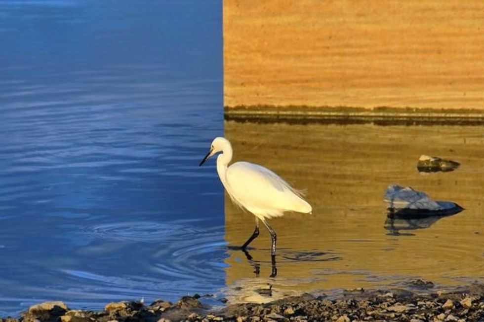Egret standing in water