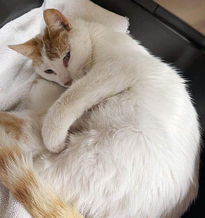 cat mom cuddling kittens