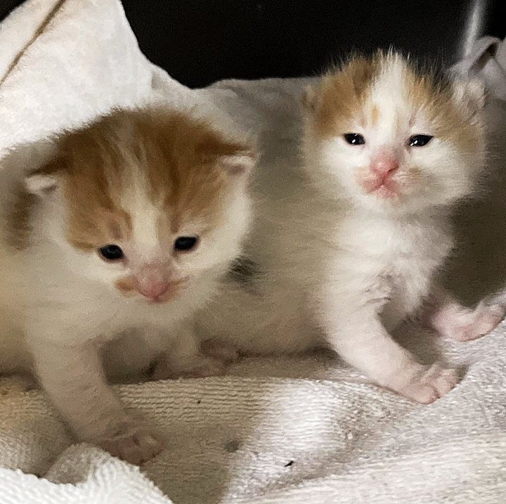 tiny kittens cute
