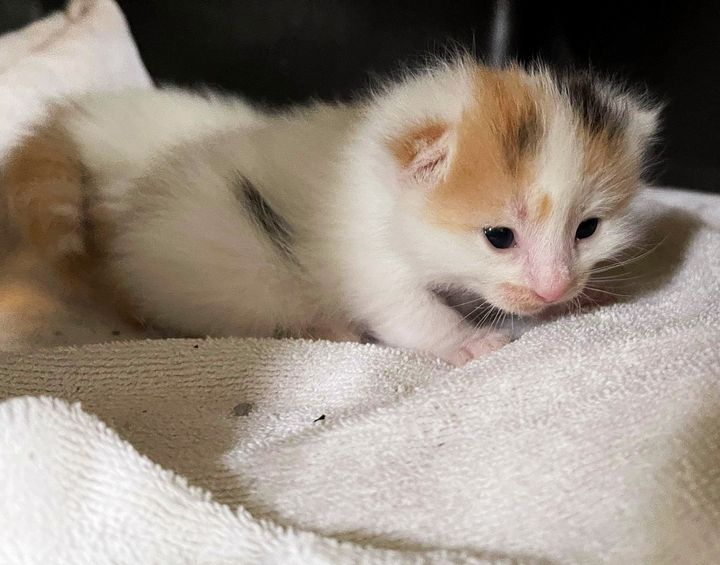 tiny kitten walking