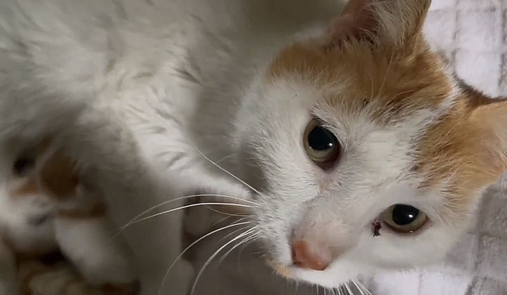 sweet cat miracle