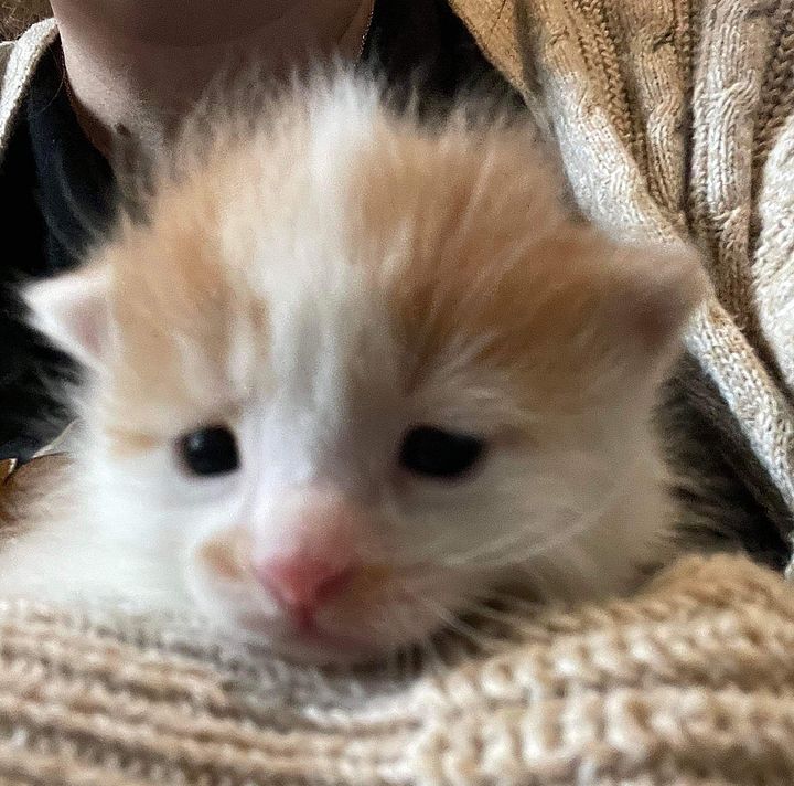 kitten cute