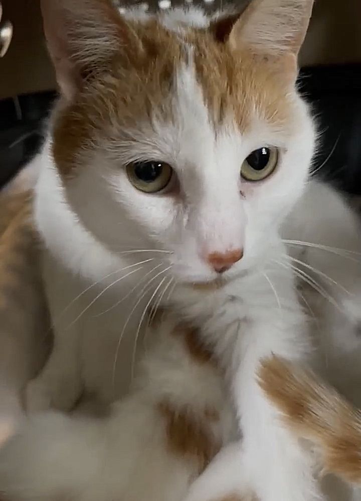 sweet cat mom