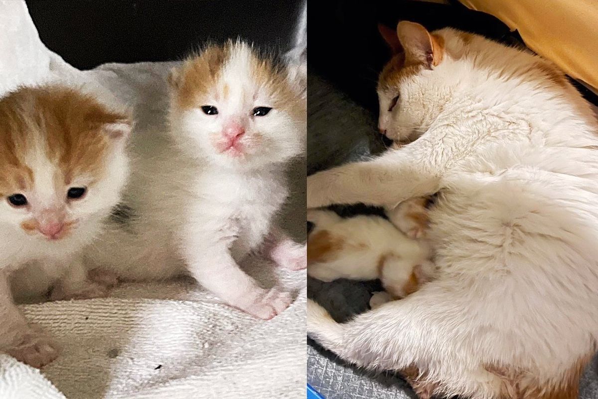 Residents Give Cat Some Food, She Decides to Have Kittens Outside Their House, It Ends Up Saving Her Life