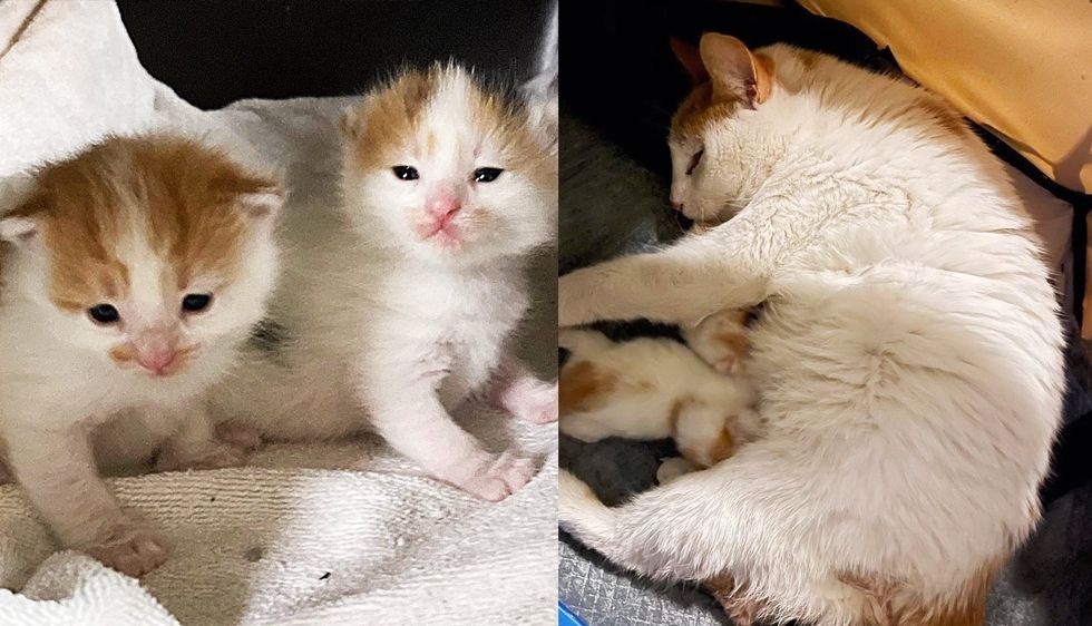 Residents Give Cat Some Food, She Decides to Have Kittens Outside Their House, It Ends Up Saving Her Life