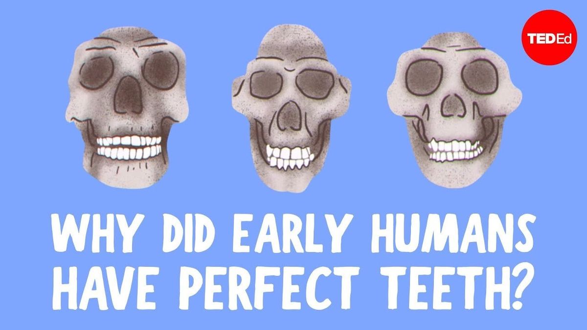O vídeo explica por que os primeiros humanos naturalmente tinham dentes retos e nós não.
