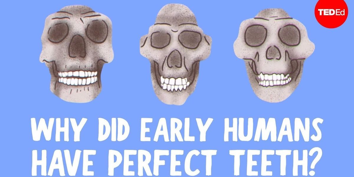 Видеото обяснява защо ранните хора естествено са имали прави зъби, а ние не