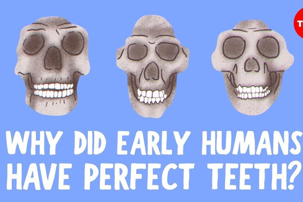 Видео объясняет, почему у древних людей от природы были прямые зубы, а у нас нет.