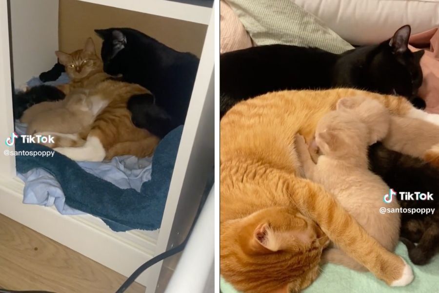 cats; cats of tiktok; cat family; animal videos; cat videos