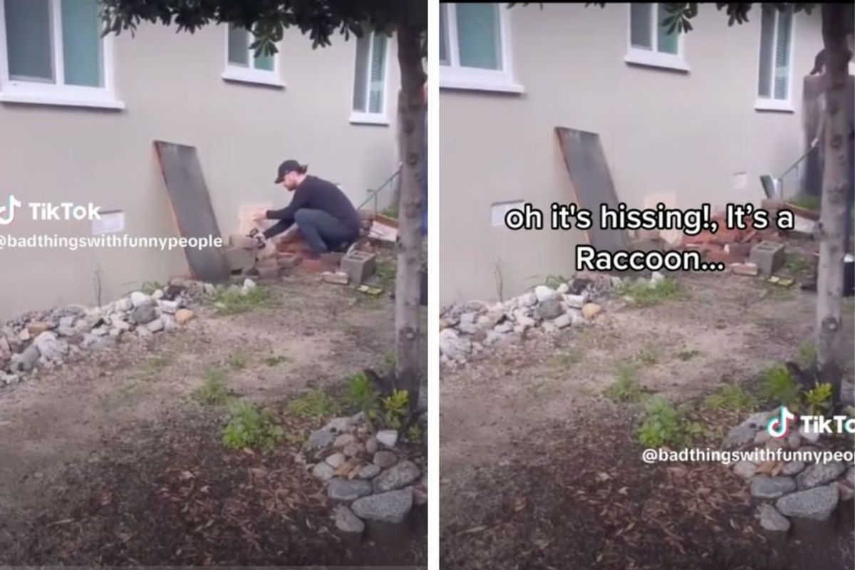 bears; bear sighting; hibernation; tiktok video