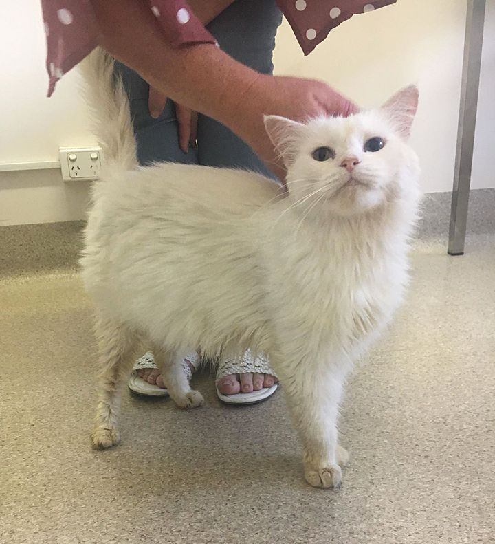 stray cat friendly