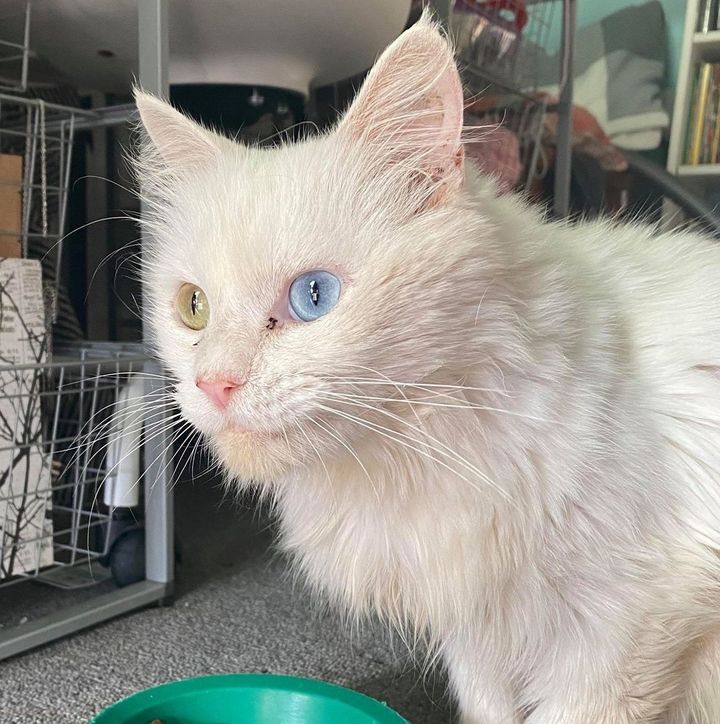 sweet cat beautiful