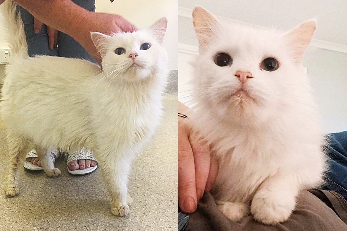 Cat Picked Up as a Stray Immediately Wants Affection and Even Starts Helping Other Cats