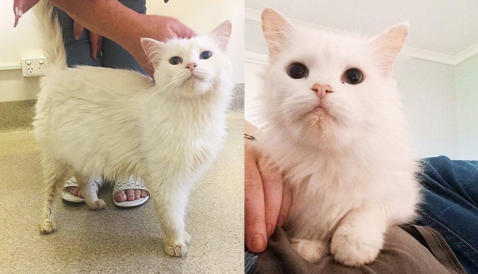 Cat Picked Up as a Stray Immediately Wants Affection and Even Starts Helping Other Cats