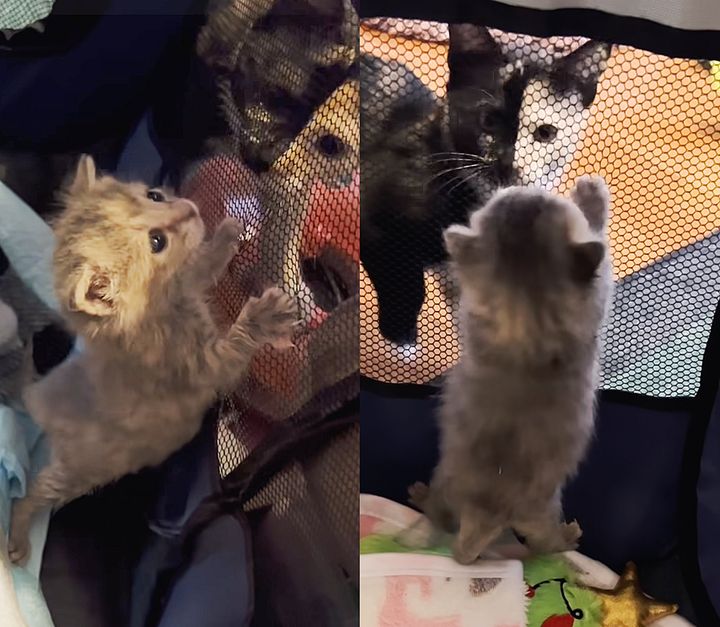 kitten meets cat
