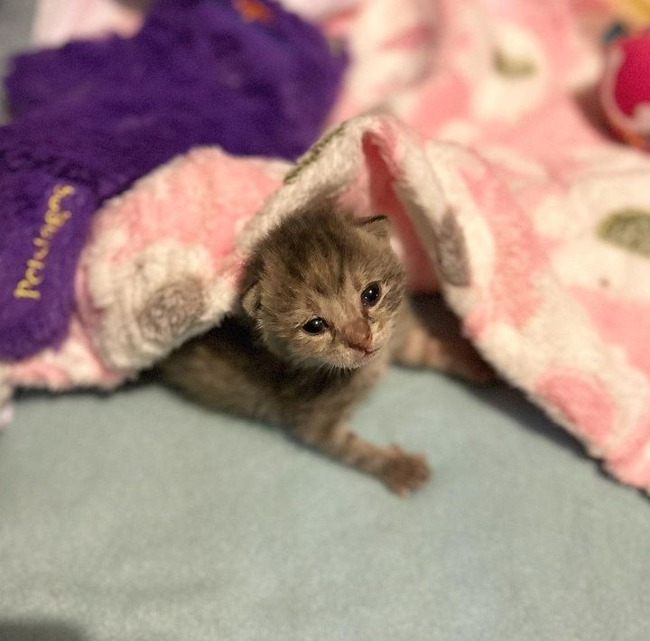 kitten snuggly blankets