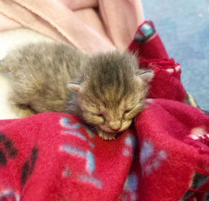 sweet tiny kitten