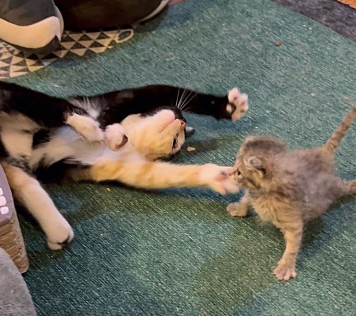 calico kitten friends