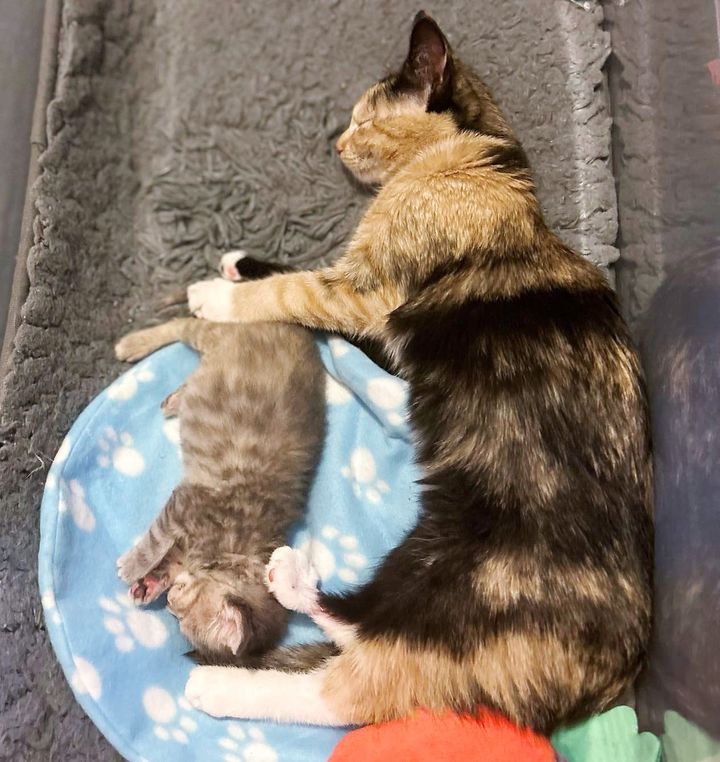 happy sleepy kitten friends