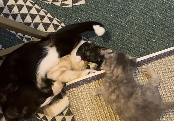 cat kitten friends
