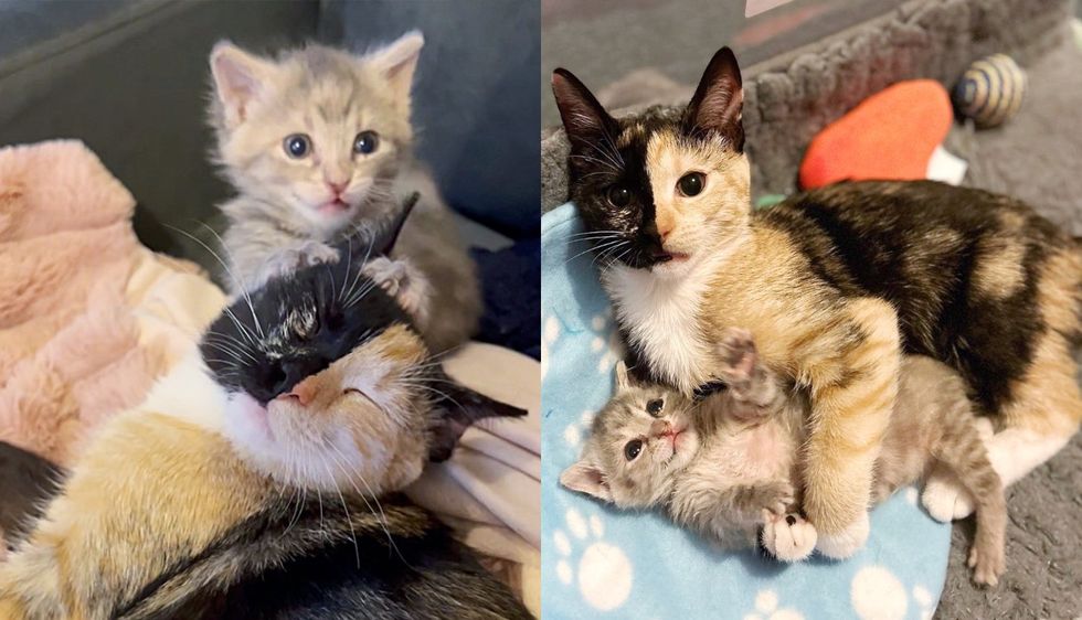 Cat Eagerly Wants to Be with New Kitten Who was Scooped Up from a Car Lot, They are the Cutest Thing