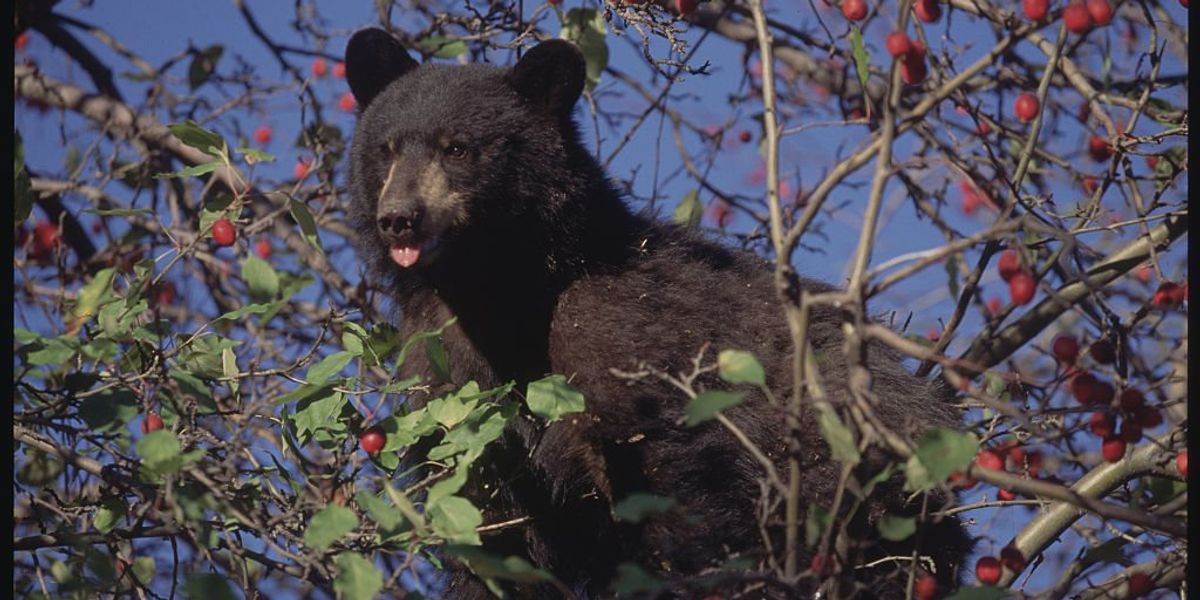 NextImg:Homeowner fined for feeding bear that broke into home 3 times, told to stop luring bears