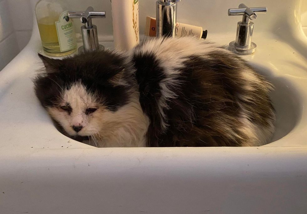 rescue a cat in a sink