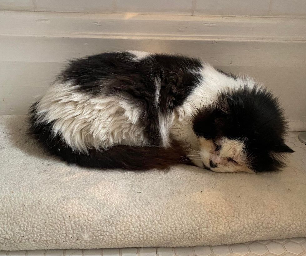 Cat Who was Left at a Farm, Begins to Bloom with a Warm Home, He Turns ...