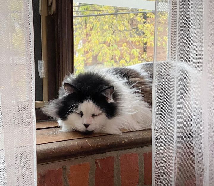 cat sleeping window
